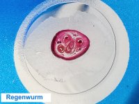 Dauerpräparate-Set MAXI; 4 Themen x 12 Präparate