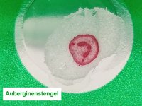 Dauerpräparate-Set >GRÜN< Pflanzen I, 12 Präparate