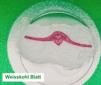 Dauerpräparate-Set >GRÜN< Pflanzen I, 12 Präparate