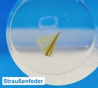 Dauerpräparate-Set >BLAU< Tiere, 12 Präparate