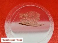 Dauerpräparate-Set >ROT< Insekten, 12 Präparate