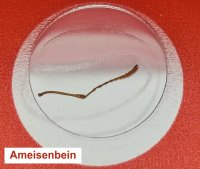 Dauerpräparate-Set >ROT< Insekten, 12 Präparate