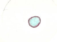 Dauerpräparate-Set BIOLOGIE, Serie B, 30 Präparate