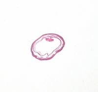 Dauerpräparate-Set BIOLOGIE, Serie B, 30 Präparate