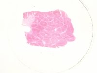 Dauerpräparate-Set BIOLOGIE, Serie B, 30 Präparate