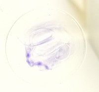 Dauerpräparate-Set PILZE, 15 Präparate