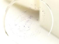 Dauerpräparate-Set PILZE, 15 Präparate